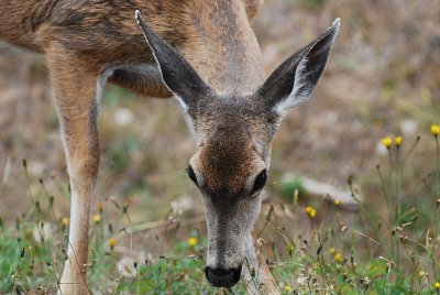 BLACK TAIL DEER MOM