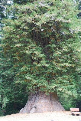 A REDWOOD STUMP FROM AN OLD GROWTH