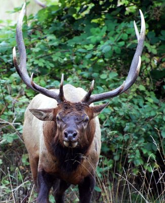 BUSINESS END OF A ROOSEVELT ELK BULL -THEY ARE FOUND ON THE EDGES OF THE REDWOOD GROVES