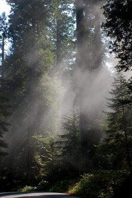 THE EVER PRESENT FOG IN THE REDWOODS