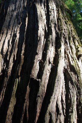 BARK SO THICK YOU CANNOT TOUCH THE END WITH YOUR FINGERTIPS