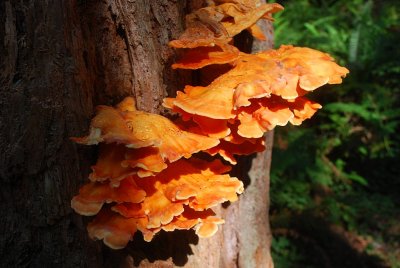 FUNGUS ON THE TRUNK OF A REDWOOD