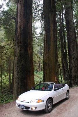 OUR LITTLE CAR AMONG THE REDWOODS