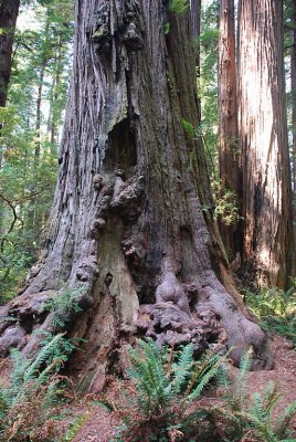FIRE SCARS ON AN OLD GROWTH GIANT