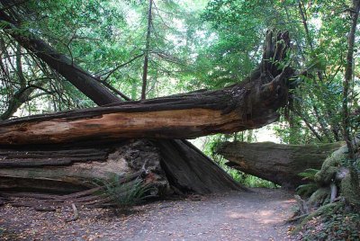 THE DEBRIS FIELD OF A CALVED GIANT