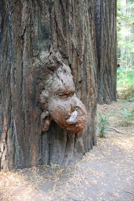 A REDWOOD BURL