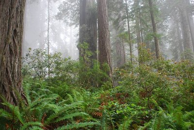 THESE FERNS ARE SHOULDER HIGH