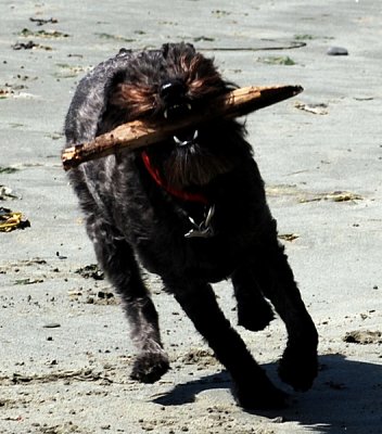 CHARLIE'S FAVORITE PLACE TO RUN IS ON THE BEACH