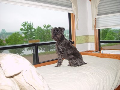 CHARLIE SPENDS MOST DAYS ON WATCH IN THE RV........HE IS A GREAT WATCH DOG......NO DOOR BELL NEEDED