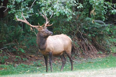 AND WILDLIFE LIKE THIS ROOSEVELT ELK IN THE REDWOODS