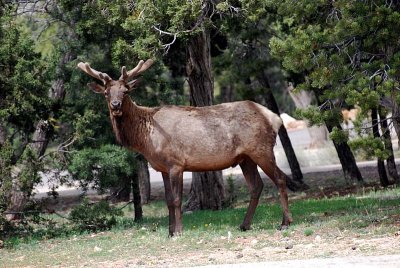 AND THIS BULL ELK VISITED OUR RV SITE THE LAST DAY OF OUR 7 DAY VISIT TO THE GRAND CANYON
