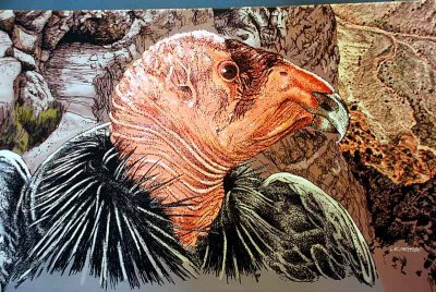 THE CONDORS HAVE A FEATHERLESS HEAD AS THEY  FEED ON BLOODY CARCASSES OF DEAD ANIMALS