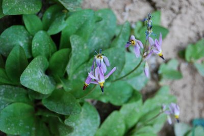 THESE FLOWERS WERE RIGHT BELOW THE DRIPPING WATER