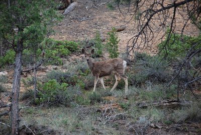 WE SPOTTED THIS MULE DEER ON THE DRIVE OUT TO THE END OF THE RIM TRAIL