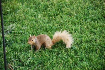 THIS WAS OUR DOG CHARLEY'S FAVORITE SQUIRREL BLONDIE