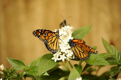 THE BUTTERFLIES WERE FEEDING THROUGHOUT THE EXHIBIT