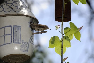 NOW IT WAS GETTING BETTER USE BY A WREN FAMILY OFF THE DECK