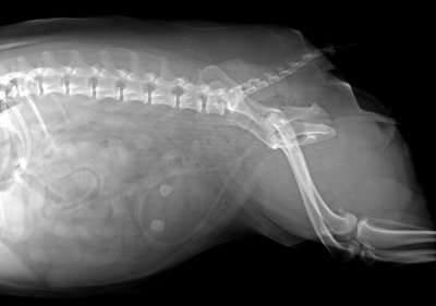 BEFORE LEAVING MADISON OUR DOG CHARLEY DEVELOPED TWO BLADDER STONES.  CAN YOU SEE THEM IN HIS X RAY!!
