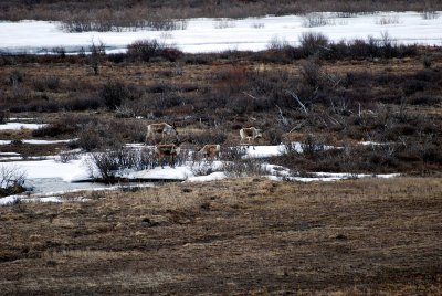ONE OF THE FIRST THINGS WE SAW WAS A HERD OF CARIBOU.....WOW