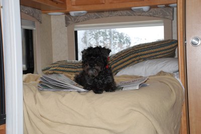 CHARLIE OUR LITTLE SCHNOODLE LOVED THE BED ALL FOR HIMSELF-NOTICE HE IS PAPER TRAINED..LOVES TO SIT ON THE PAPER TOO