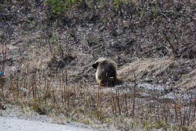 THEN WE SAW A PORCUPINE-DON GRABBED HIS TELEPHOTO LENS