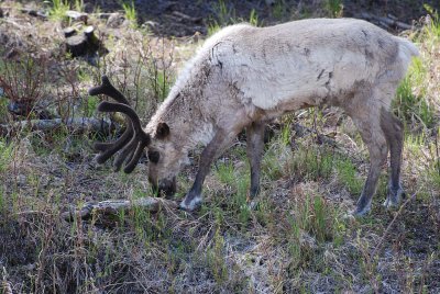 ONE MORE SHOT OF THE CARIBOU