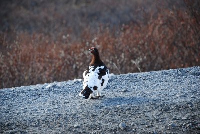 THE PTARMIGAN STATE BIRD OF ALASKA WERE ALSO TURNING FROM WINTER WHITE TO SUMMER BROWN..