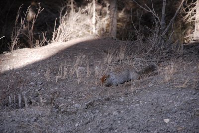 AND SAW OUR FIRST GROUND SQUIRREL...CAN YOU SEE HIM.....