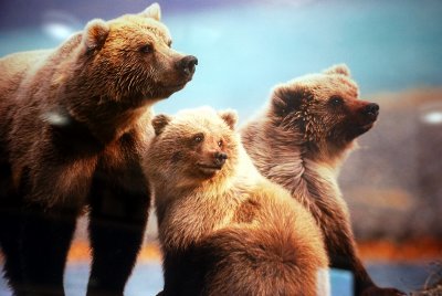 THIS IS A PICTURE OF GRIZZY BEARS IN DENALI WHICH DON WISHED HE COULD HAVE TAKEN...