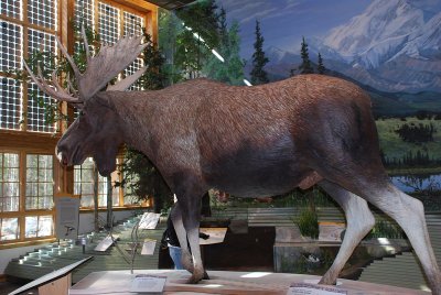 THE MOOSE INSIDE THE VISITOR'S CENTER WAS NOT REAL..