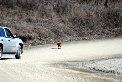 THIS RED FOX CROSSED THE DENALI PARK ROAD RIGHT IN FRONT OF US