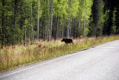ONE OF THE MANY MOOSE WE SAW ON THE ROADS OF ALASKA-THEY ARE HUGE