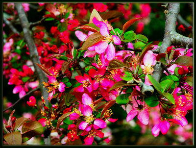 27 MAR 09 FLOWERING CRABAPPLE