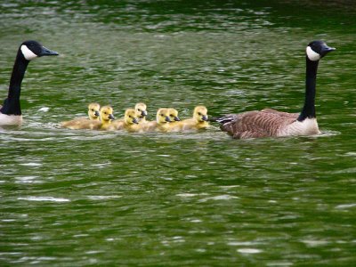 14 MAY 09 BABY CANADA GEESE