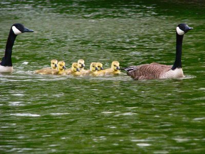 14 MAY 09 BABY CANADA GEESE