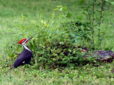 13MAY 09 PILEATED WOODPECKER