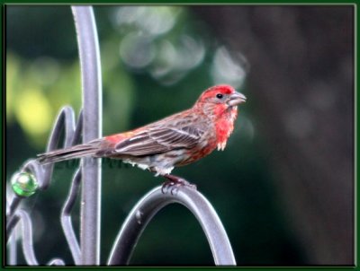29 MAY 09 HOUSE FINCH