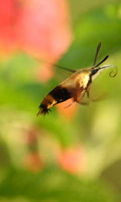 26 AUG 09  hummingbird moth