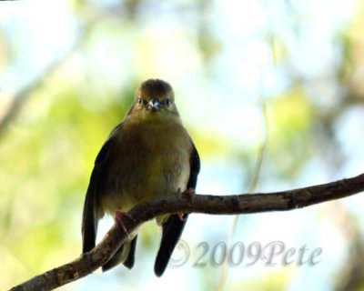 12 SEP 09 BABY GOLDFINCH