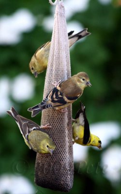 12 SEP 09 FLEDGLING GOLDFINCH FAMILY