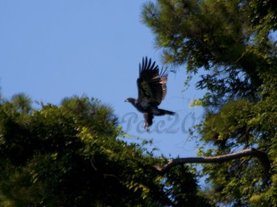 04 JUL 10 Juvenile Eagle Taking Flight