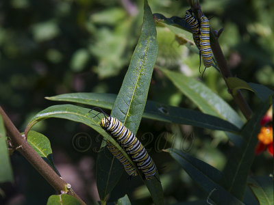 Monarch Caterpillars