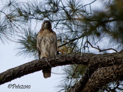 09 SEP 10 Red Tailed Hawk