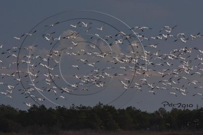 Flock of  Snow Geese