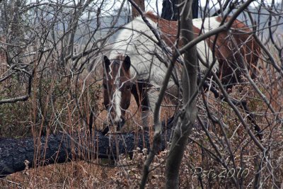 PONY PEEKABOO