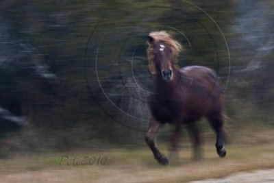 Stallion Run