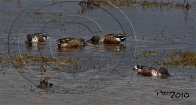 SHOVELER DUCKS