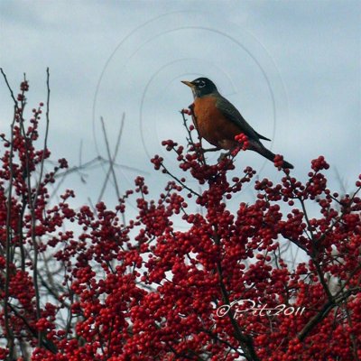 ROBINS ARE BACK