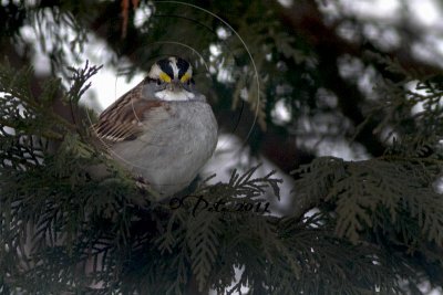 WHITE-THROATED SPARROW