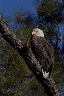 FEMALE EAGLE